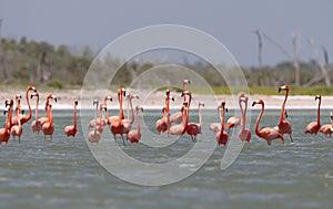 Rode Flamingo, American Flamingo, Phoenicopterus ruber