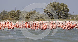 Rode Flamingo, American Flamingo, Phoenicopterus ruber