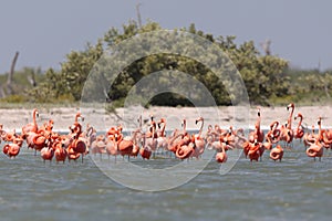 Rode Flamingo, American Flamingo, Phoenicopterus ruber