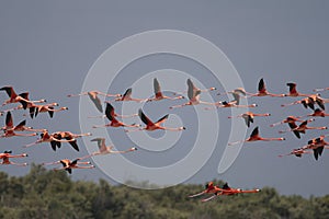 Rode Flamingo, American Flamingo, Phoenicopterus ruber