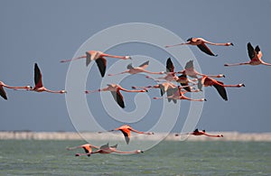 Rode Flamingo, American Flamingo, Phoenicopterus ruber