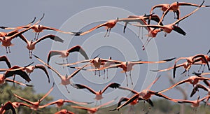 Rode Flamingo, American Flamingo, Phoenicopterus ruber