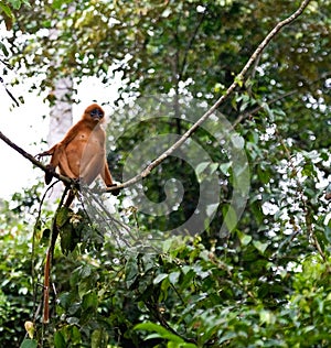 Rode Langoer, Red Leaf Monkey, Presbytis rubicunda