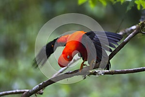 Rode Rotshaan, Andean Cock-of-the-rock, Rupicola peruvianus