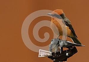 Rode Tiran, Vermilion Flycatcher, Pyrocephalus nanus