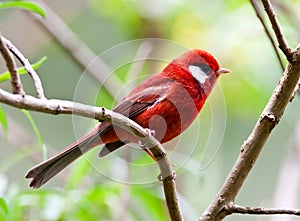 Rode Zanger, Red Warbler, Cardellina rubra