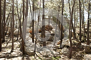 Rodeno Pine Forest - Spain