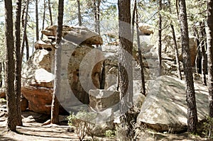 Rodeno Pine Forest - Spain photo