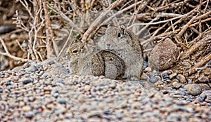 Rodent Atlas Gundi family warming eachother in arctic region in Argentina