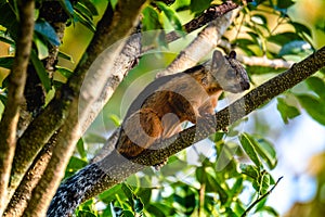 Rodent on the branch of tree