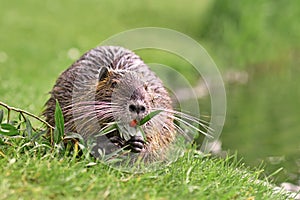 Rodent called `Myocastor Coypus`, commonly known as `Nutria` eating a plant branch with large yellow teeth.