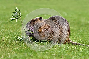 Rodent called `Myocastor Coypus`, commonly known as `Nutria` eating a plant branch.