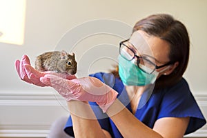 Rodent Chilean degu squirrel examined by doctor veterinarian