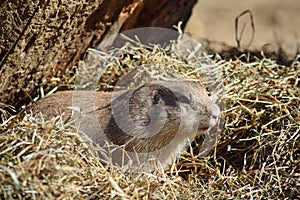 Rodent Cynomys Ludovicianus in Dry Grass