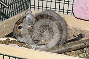 Degu