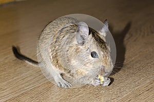 Rodent degu eating