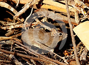 Rodent digs aperea on the ground in its natural habitat