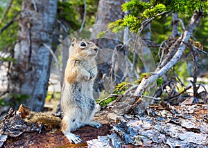 Rodent on dry tree in green forest.