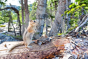 Rodent on dry tree in green forest.