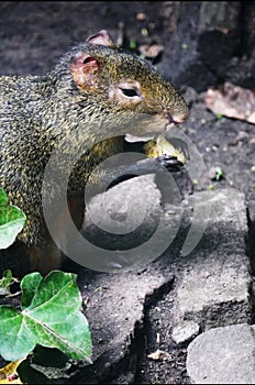 Rodent feeding in the wood to dream of more tasty food (cute). photo