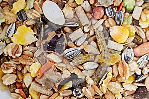 Rodent Food Mix of Grains and Seeds Close-Up