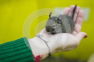 Rodent on the hand in the contact zoo