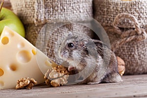 Rodent heaven - hamster or mouse in the pantry photo