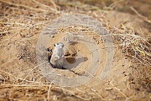 Rodent Indian desert jird (Meriones hurrianae)