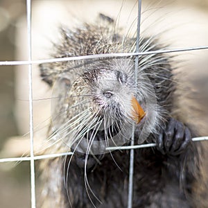 Rodent locked in a cage gnaws lattice with his teeth. Keeping animals in captivity concept.