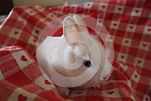 A rodent looking at the camera