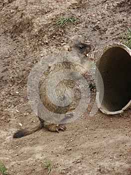 Rodent near the burrow