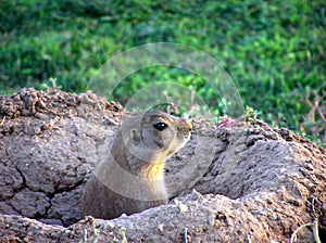 Rodent in nest 1