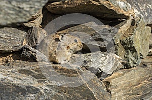 Rodent Pika Mongolia