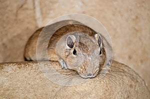 Rodent on a rock photo