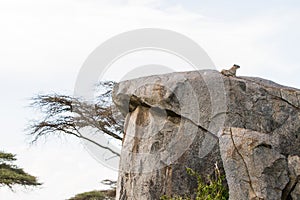 Rodent on rock in Serengeti National Park, Tanzanian