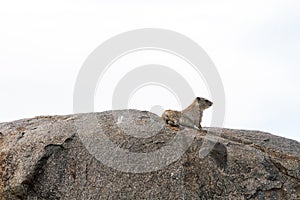 Rodent on rock in Serengeti National Park, Tanzanian