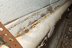 Rodent Rub Marks in Basement