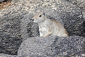 Rodent Sancho Beach Fernando de Noronha Island