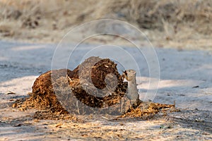 Rodent sitting on elephant poop looking for eatable things