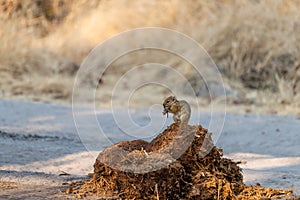 Rodent sitting on elephant poop looking for eatable things