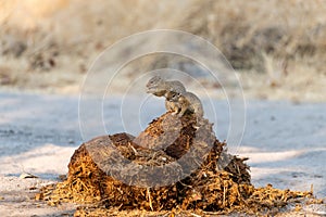 Rodent sitting on elephant poop looking for eatable things