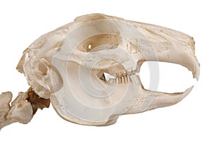 Rodent skull