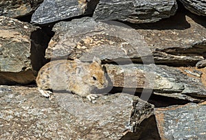 Rodent Stone Pika Mongolia