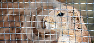 Rodent thoughtful in jail