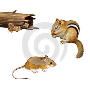 Rodents: chipmunk eating a nut, yellow brown mouse, two chipmunks in a fallen log, Isolated on white background.