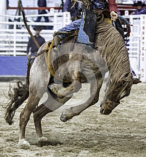 Rodeo Action