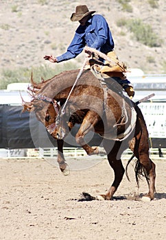 Rodeo Bucking Bronc Rider