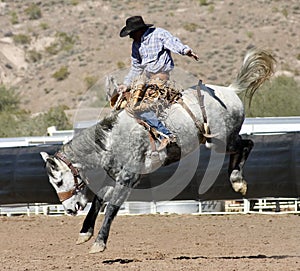 Rodeo Bucking Bronc Rider