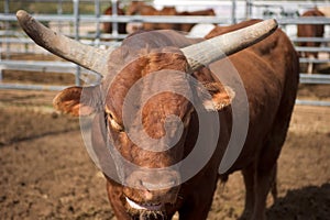 Rodeo bull
