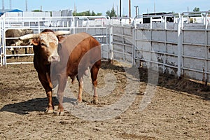 Rodeo Bull